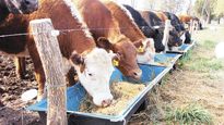 consumo. Los feedlots abastecen a los grandes centros urbanos.