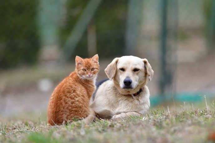 La introducción de las mascotas debe ser cuidadosa y planificada, respetando sus tiempos y espacios.