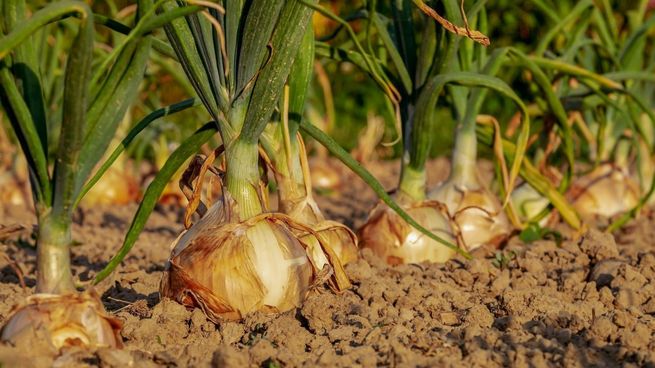 Este alimento tiene varios beneficios para la piel y su utilización en las dietas diarias es facil y sencilla.