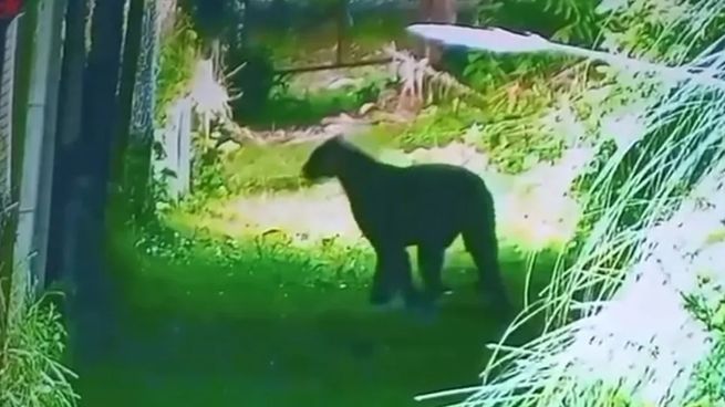 Un puma fue visto merodeando las inmediaciones del Náutico Country Club, en Escobar, y generó alerta entre los habitantes de la zona.
