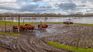 Livestock farming is one of the main sectors affected by the floods. Livestock farming is one of the main sectors affected by the floods.