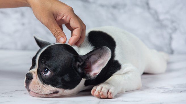 Acariciar a tus mascotas tiene más beneficios de los que pensabas.&nbsp;