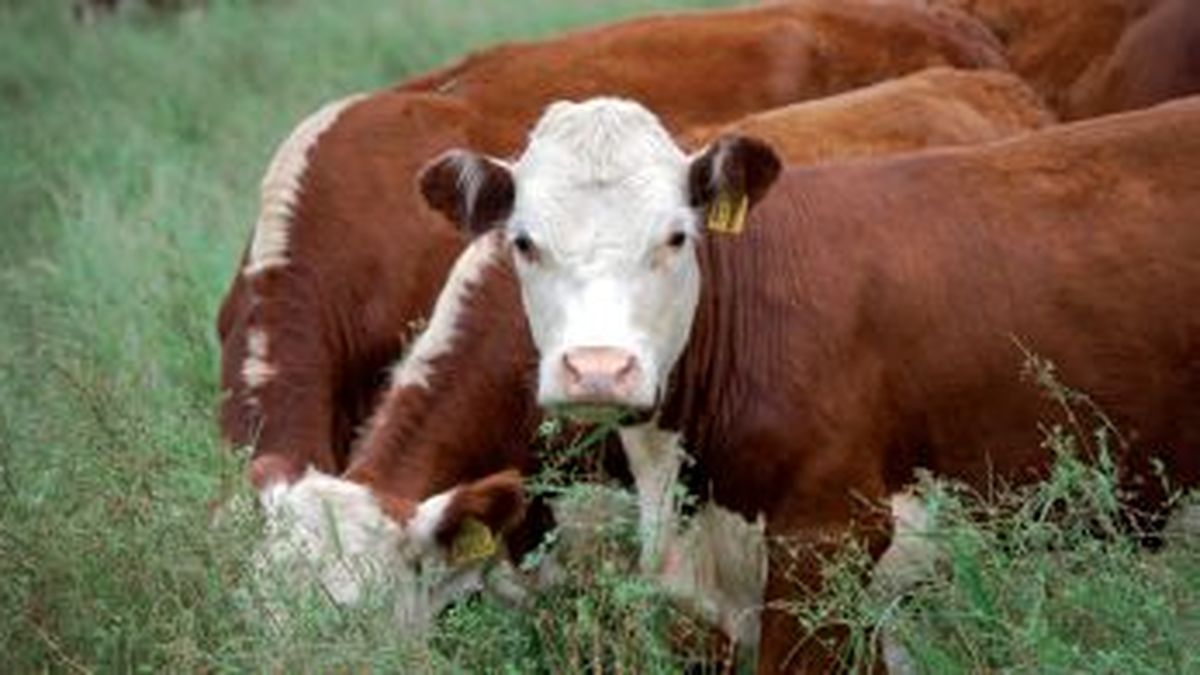 Importancia de la prevención del timpanismo en el ganado