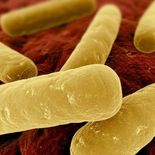 El botulismo es una enfermedad grave asociada al consumo de alimentos mal procesados, especialmente conservas caseras. El botulismo es una enfermedad grave asociada al consumo de alimentos mal procesados, especialmente conservas caseras.