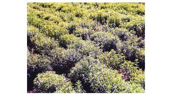 Gobierno entrega $ 4,5 M a productores correntinos