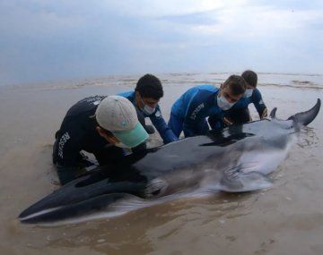 El cetáceo fue hallado por un turista que caminaba por la playa en San Clemente del Tuyú.