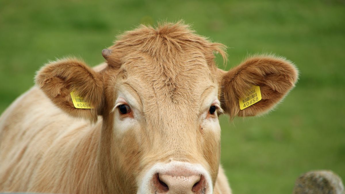 Uruguay busca producir carne ambientalmente sustentable