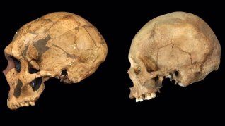 Comparan imágenes cerebrales de neandertales y humanos modernos. Comparan imágenes cerebrales de neandertales y humanos modernos.