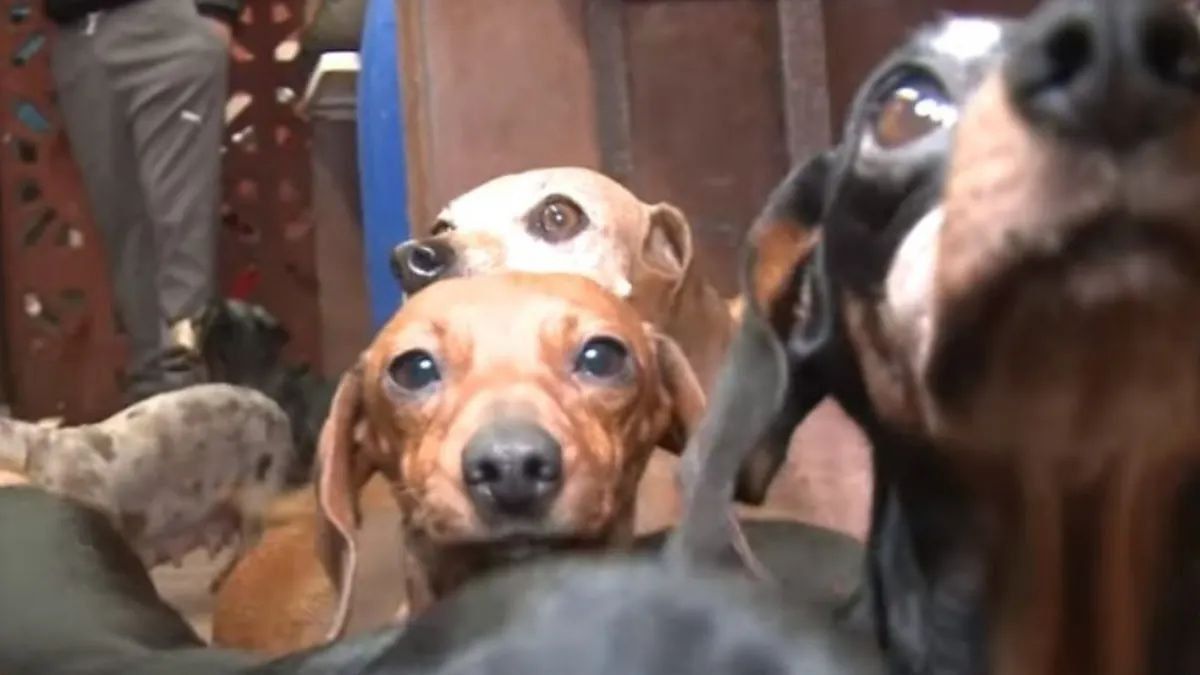 Maltrato animal: más de 60 perros fueron decomisados en un criadero ilegal