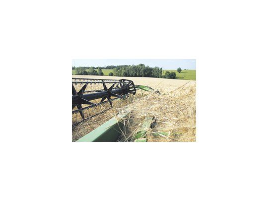 Ya se cosechó el 90% del cereal y en algunas localidades se registran picos de 80 a 100 quintales por hectárea.