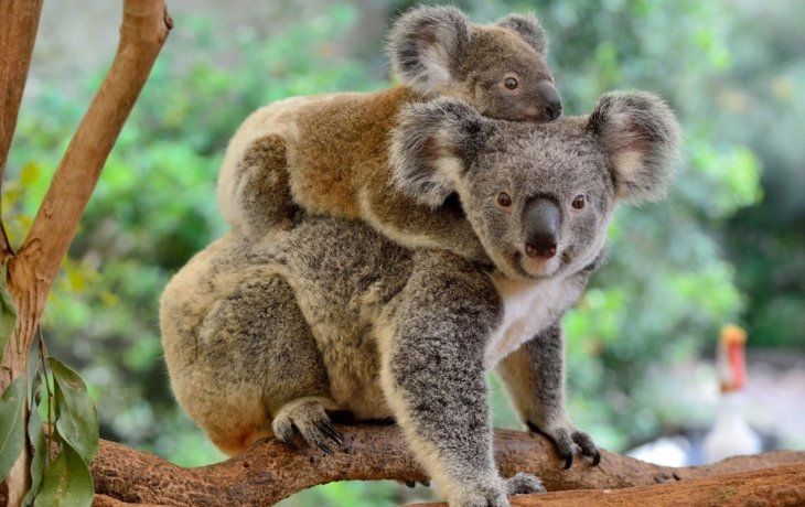 Koalas.