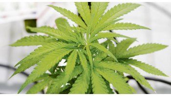 ámbito.com | Atractivo. Pese a algunos traspiés, las acciones del cannabis subieron.