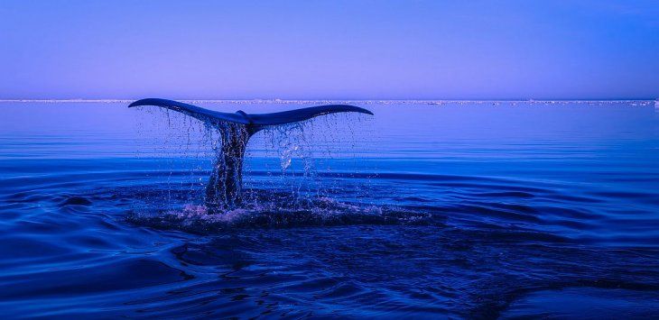 El registro permite escuchar cómo sonaba el océano a finales de la década de 1940. El registro permite escuchar cómo sonaba el océano a finales de la década de 1940.