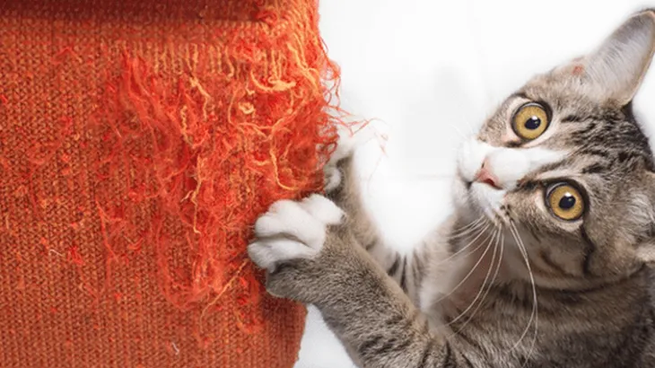 Cómo hacer para que tu gato no arañe los muebles, según los expertos.