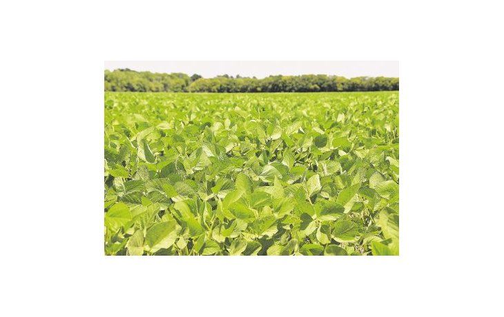 ámbito.com | Más soja. La oleaginosa está mostrando un rendimiento promedio de alrededor de 33 quintales por hectárea y falta cada vez menos para que comiencen las labores de trilla.