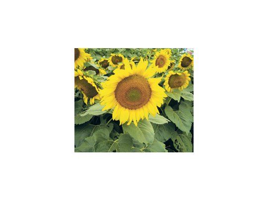 La revista especializada Oil World aseguró que la producción mundial de girasol 2010/11 alcanzará los 34,33 millones de toneladas, en un retorno al crecimiento ante la cosecha previa.