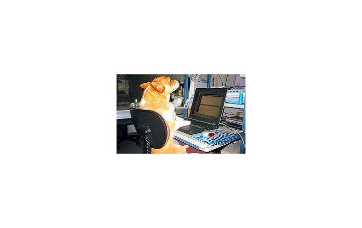 Las mascotas ya pueden disfrutar de los beneficios de las redes sociales