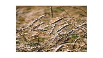 La ecuación no es positiva para producir trigo. Se especula con un área aún inferior a los 3,7 millones de hectáreas.