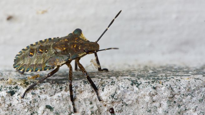 Elimina las chinches con este inesecticida.