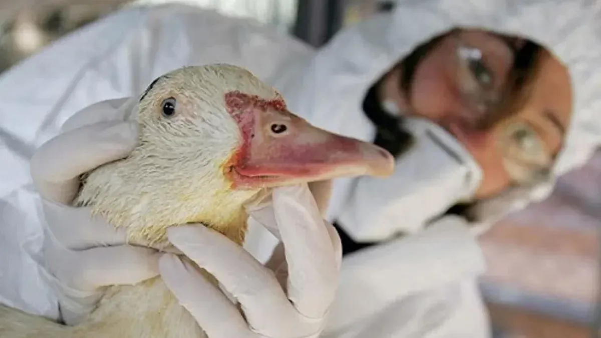 The first case of avian flu in poultry was reported and exports are suspended