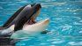 Un impresionante video circuló  por redes provocando estupor en los usarios al ver cómo una orca atacaba a su entrenadora. 