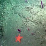 El CONICET lanza un nuevo streaming desde el fondo del mar. El CONICET lanza un nuevo streaming desde el fondo del mar.