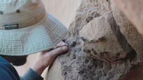 Los teratornos fueron las aves voladoras más grandes de todos los tiempos.