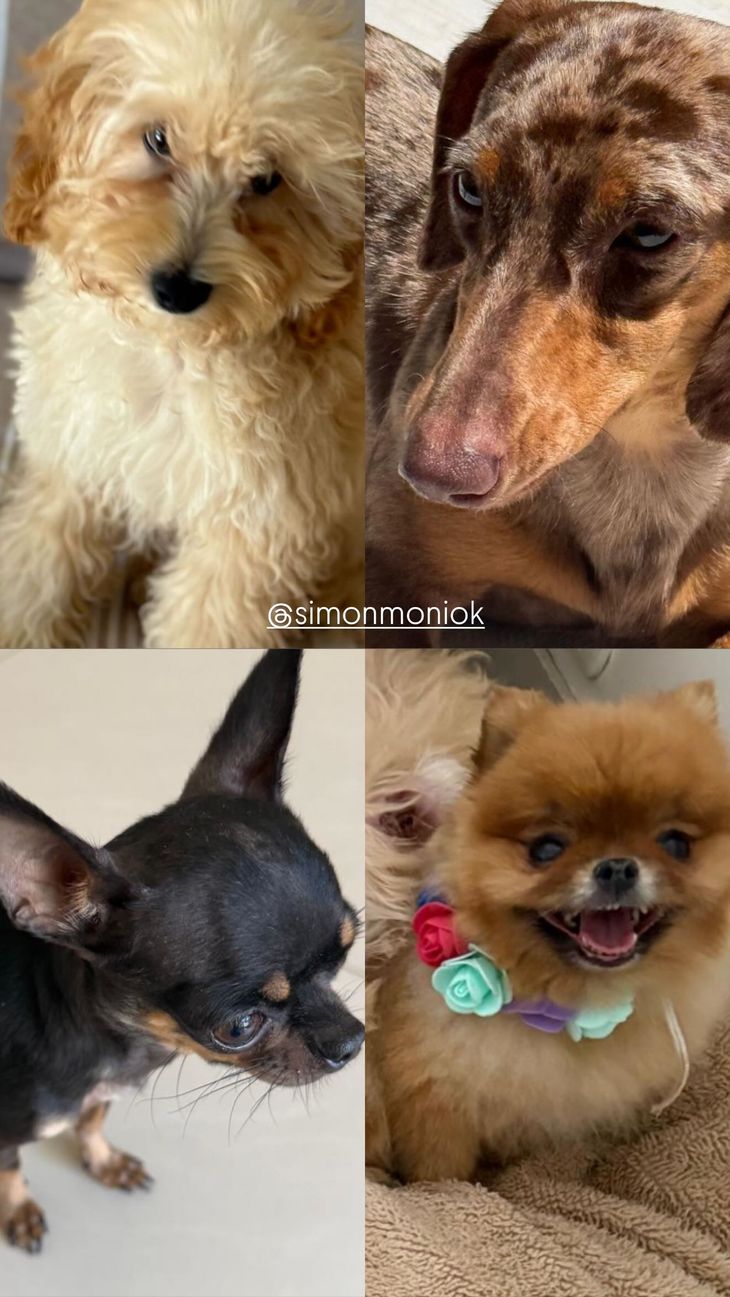 La etiqueta a un hotel para mascotas reavivó la polémica en redes sociales.