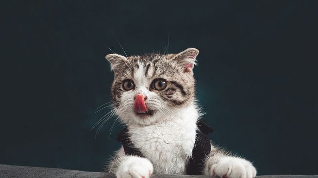 cat-gd784cd442_1920.jpg