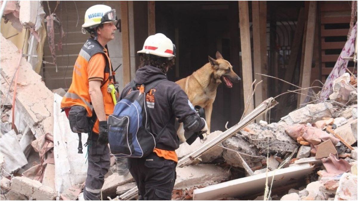 Collapse in Villa Gesell: the importance of rescue dogs in the operation after Rosita Stefanic was found dead