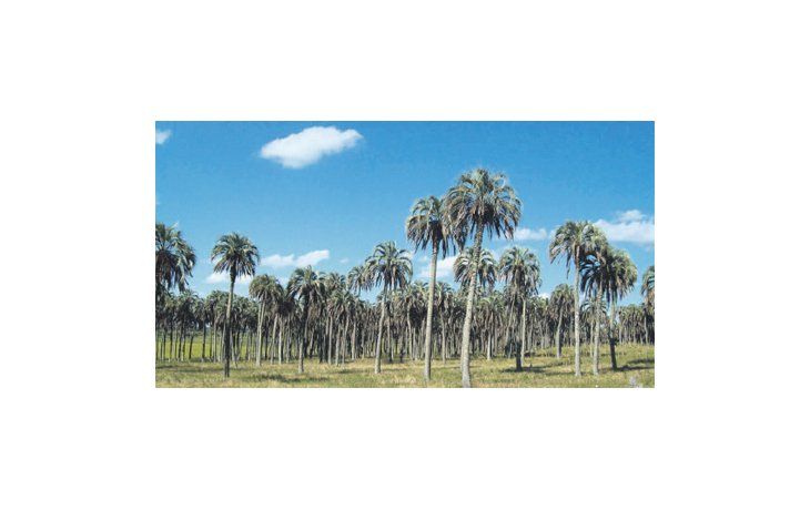 ámbito.com | Es imprescindible contar con altos niveles de humedad para el crecimiento de la palmera yatay, a pesar de que logra alta tolerancia a las sequías y a las heladas en estadíos posteriores.