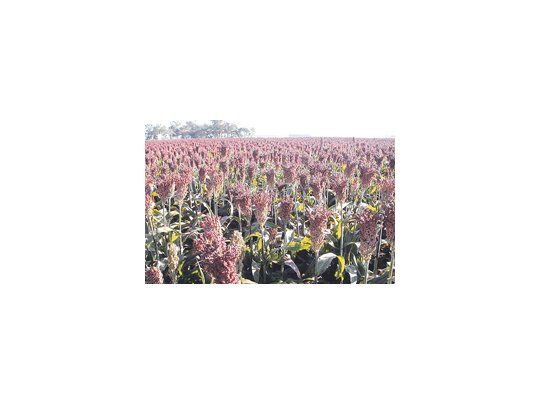 De cumplirse el pronóstico de la Bolsa de Cereales de Buenos Aires, se superaría en un 22% el volumen obtenido en la última zafra.