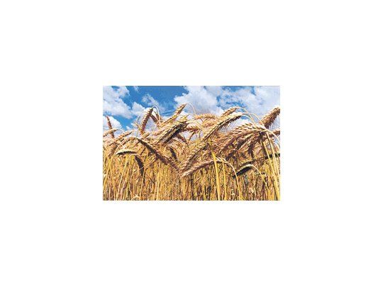 La producción mundial de trigo treparía a niveles récord hasta junio de 2014 ante mayores perspectivas de cosecha de algunos países productores que fueron golpeados por sequías el año pasado.