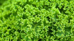 Why is kale considered a superfood? Why is kale considered a superfood?