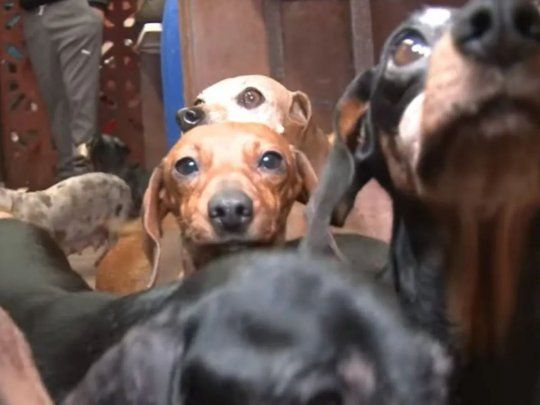Perros salchichas.&nbsp;