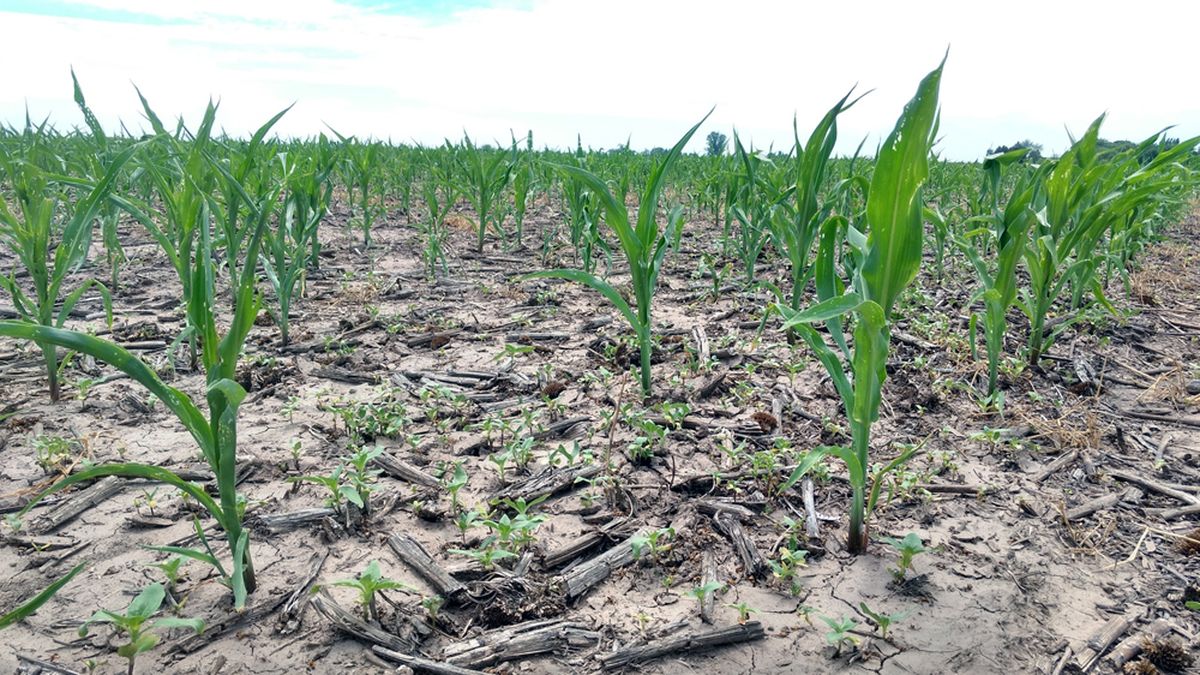 Agricultural emergency declared in Buenos Aires and Formosa