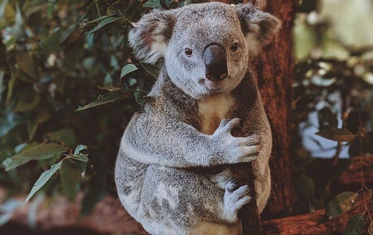 Son pocas los árboles que los koalas pueden digerir con facilidad, por ende, peligran.&nbsp;