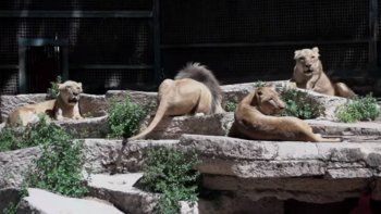 Cuatro leones del Zoológico de Barcelona contrajeron Covid-19.