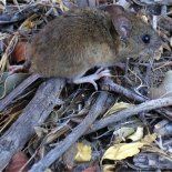 El Zewü o dewü es ratón en mapudugun, transmisor del virus hanta. El Zewü o dewü es ratón en mapudugun, transmisor del virus hanta.