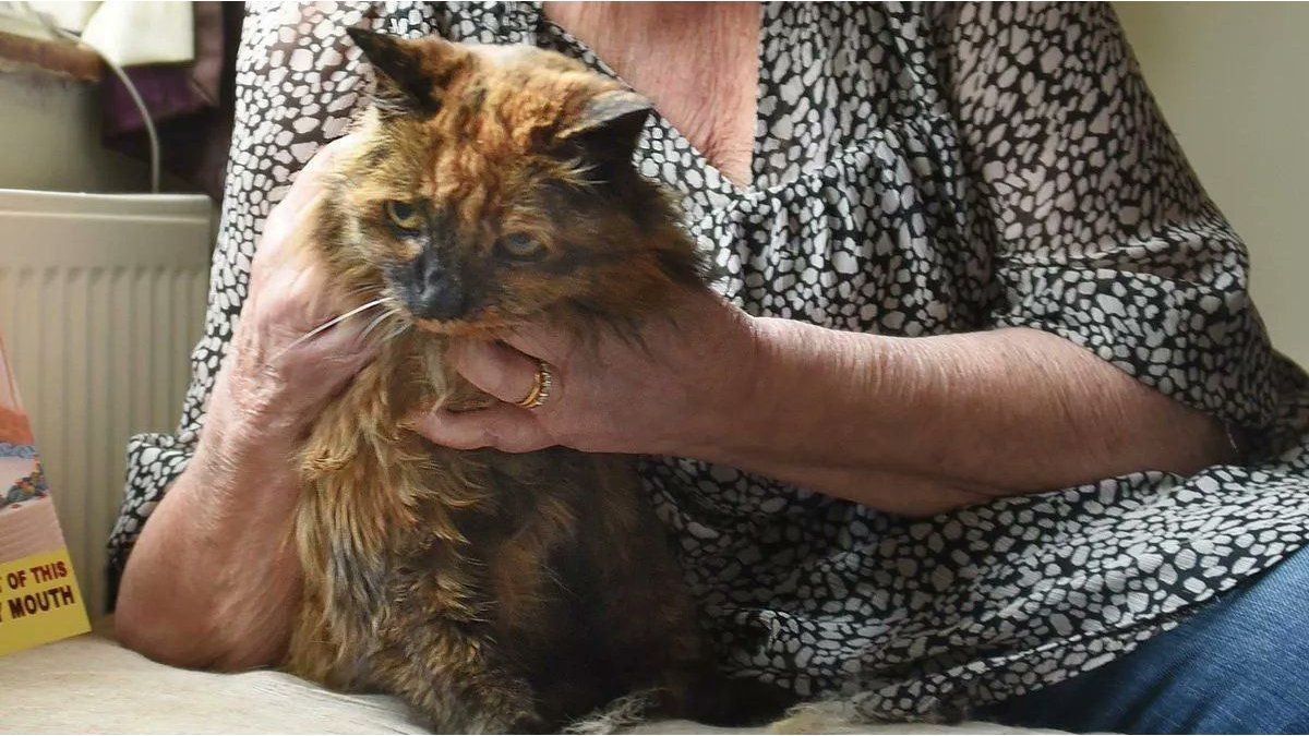 Rosie, the world’s oldest cat, who lived in England, has died