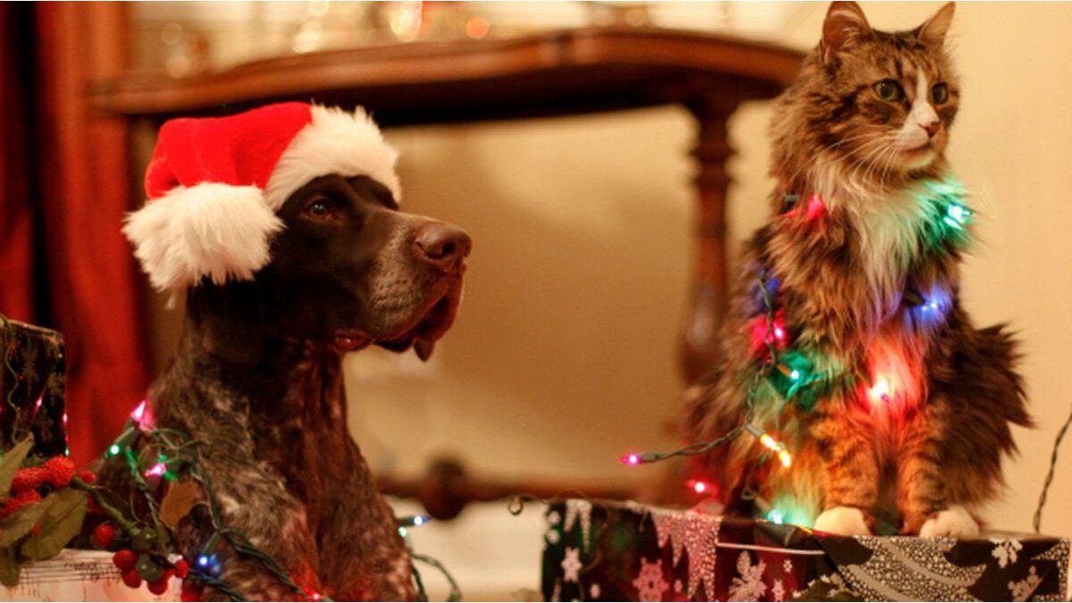 Is it advisable to sedate pets at Christmas due to fireworks? This is what veterinarians say