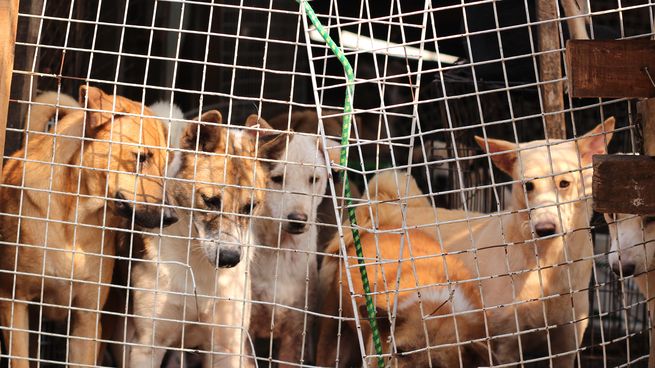 perro corea del sur.jpg