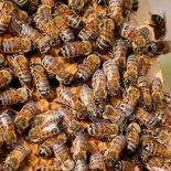 Un argentino fue atacado por un enjambre de abeja en plento terremoto.