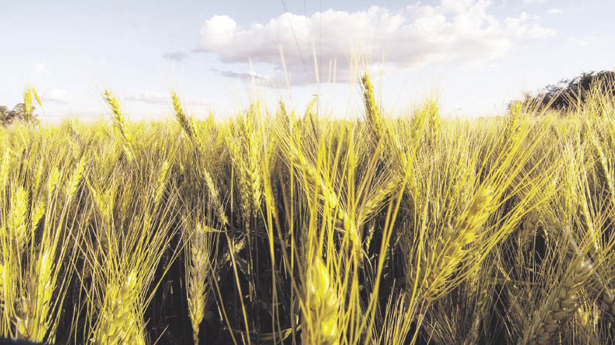 Wheat prices plunged amid expectations of bigger harvests in Russia
