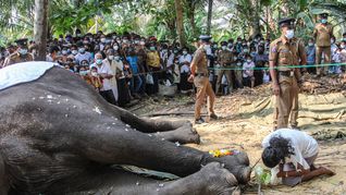 El elefante más sagrado de Sri Lanka muere a los 68 años