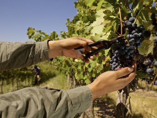 La producción nacional de vinos mermó 21% para esta Vendimia.