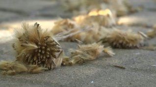 En primavera, los plátanos se transforman en enemigos de quienes padecen alergias.