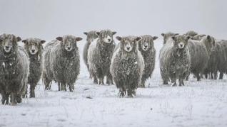 ámbito.com | drama-productores-patagonicos-santa-cruz-nieve-impide-comer-ovejas-temor-mortandad-patagonia-argentina-1719127871866_1024.webp
