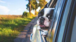 Traveling by car with your dog requires a lot of prior preparation so that your pet doesn't suffer. Traveling by car with your dog requires a lot of prior preparation so that your pet doesn't suffer.