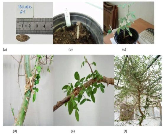 FIGURA 1: (a) semilla antigua antes de la siembra (b) semilla en desarrollo a las 5 semanas mostrando epicotilo y cotiledones en desarrollo cubiertos por la cubierta de la semilla (c) plántula (6 meses) (d) corteza descascarada (12 años) (e) hojas que muestran pelos finos (12 años) (f) árbol maduro (12 años). El Sr. Guy Eisner otorgó permiso para el uso de las imágenes que se muestran en la Fig. 1 (a) y (cf) y la Dra. Elaine Solowey para la Fig. 1 (b).